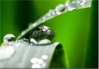 100 70CM OBRAZ PŁÓTNO PORANNA ROSA JENNY DOWNING PŁÓTNO RAMA