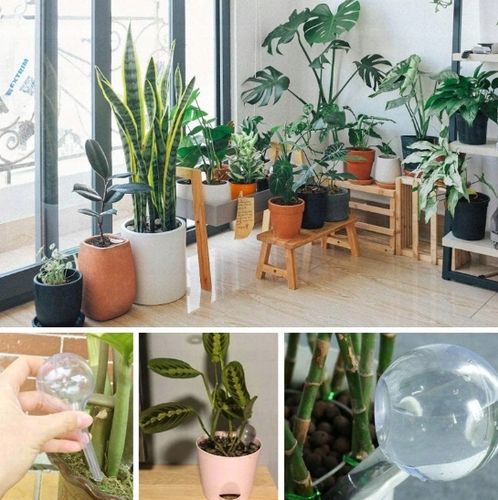 KULE NAWADNIAJĄCE DO KWIATÓW ROŚLIN DONICZEK DOZOWNIK WODY ZESTAW 8szt na Arena.pl