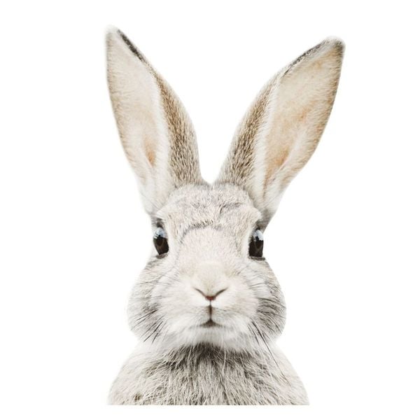 Naklejka Królik Stefan DK223 M zdjęcie 3