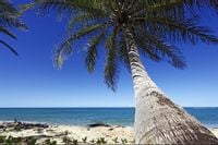 Fototapeta 3D Plaża Ocean Palma NIEBO do Salonu 300x210