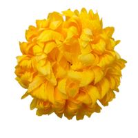 Chryzantema wyr. ananas yellow 6 szt.