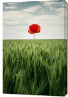 Obraz 60x90cm Samotny Mak na Polu