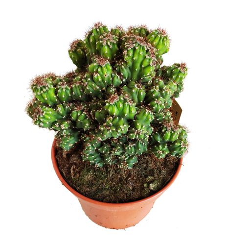 KAKTUS   20cm na Arena.pl