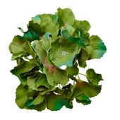 Hortensja wyrobowa seaweed