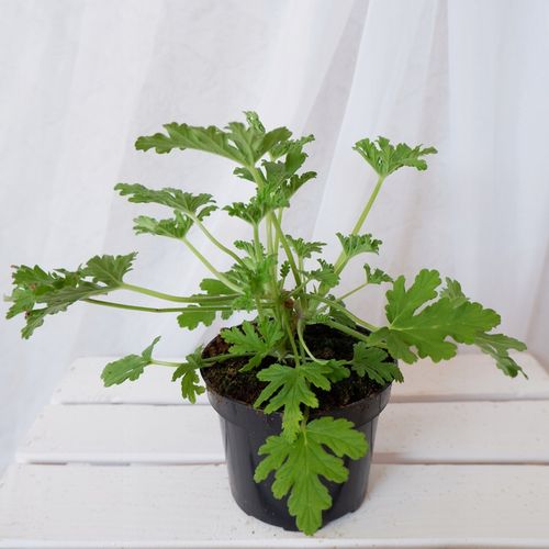 GERANIUM ANGINKA Pelargonium graveolens don.13cm na Arena.pl