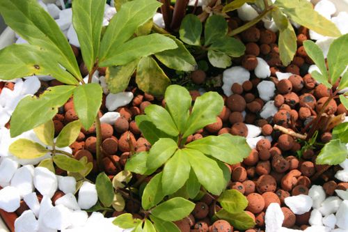 Ziemia Do Trawników 50 L na Arena.pl