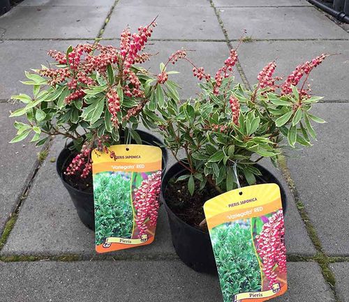 Pieris Variegata RED na Arena.pl