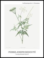 Plakat 60x80cm Design Rotted Chervil, Redoute Vintage do Salonu
