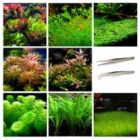ZESTAW ŁATWYCH ROŚLIN DO AKWARIUM + PĘSETA GRATIS
