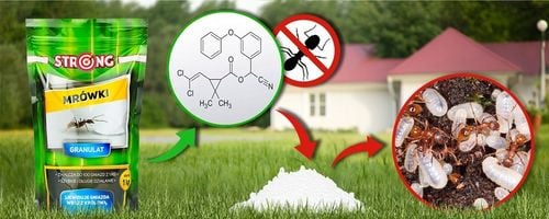 PREPARAT NA MRÓWKI, PROSZEK NA MRÓWKI DO DOMU I OGRODU, TRUTKA STRONG 1 KG na Arena.pl