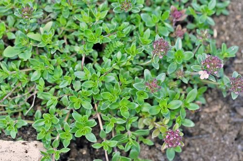 Macierzanka piaskowa (Thymus serpyllum) na Arena.pl