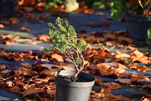 Jałowiec chiński Shimpaku - Juniperus chinensis 0041 na Arena.pl