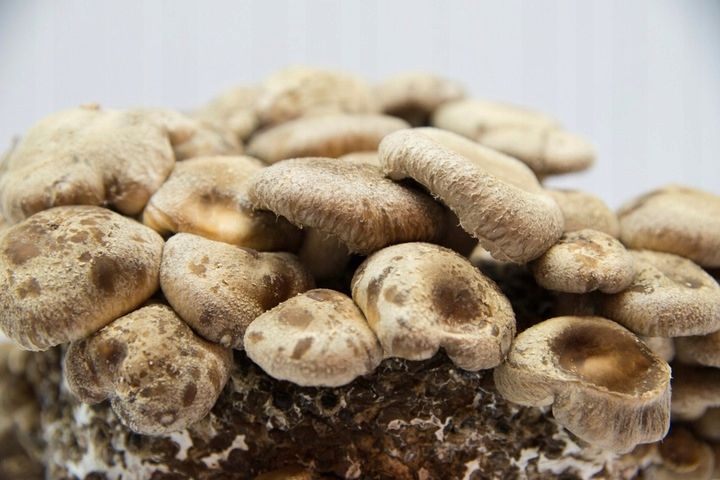 Shiitake zestaw do uprawy grzybów zdjęcie 3