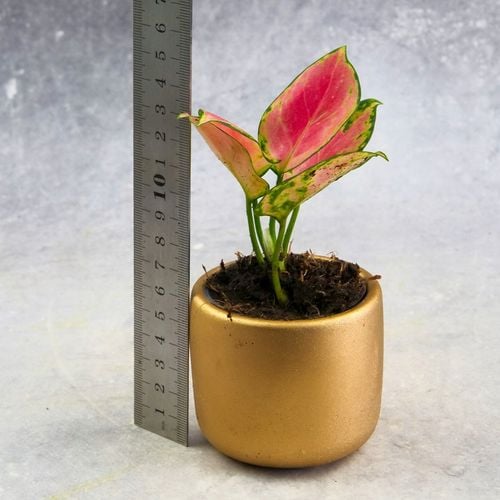 AGLAONEMA Pinky Promise DØ6cm Łatwa w uprawie. Idealna na prezent na Arena.pl