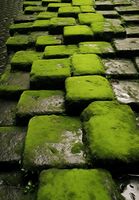 Plakat 68x98cm Zielona Mozaika