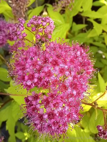Tawuła japońska Goldflame doskonała do ogrodu na Arena.pl