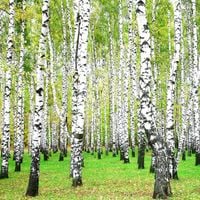 Brzoza brodawkowata (Betula) w  doniczkach P11, 80-100 cm