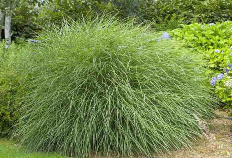 MISKANT CHIŃSKI Gracillimus - sadzonki w don. zdjęcie 2