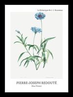Plakat 13x18cm Design Blue Flower, Redoute Vintage do Salonu