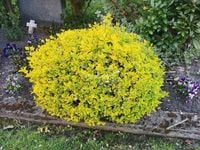 TRZMIELINA KRZACZASTA  żółto-zielona - sadzonki 10 / 20 cm