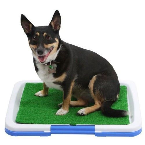 Kuweta dla psa na Arena.pl