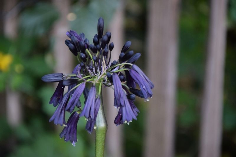 Lilia Agapant Black Magic P9 zdjęcie 3