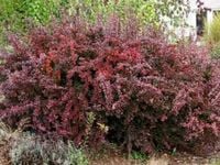 Berberys thunberga ATROPURPUREA Kolczasty żywopłot