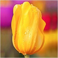 TULIPAN cebulki ŻÓŁTY KLASYCZNY 50 szt. + GRATIS