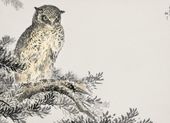 Plakat 18x13cm Japanese Scops Owl, Kashu Vintage do Salonu