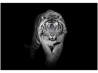 OBRAZ DRUK TIGER IN THE DARK