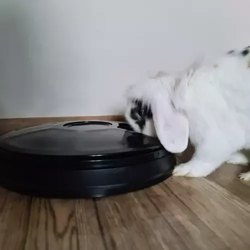 Dozownik Karmy Automatyczny Purlov 20759 na Arena.pl