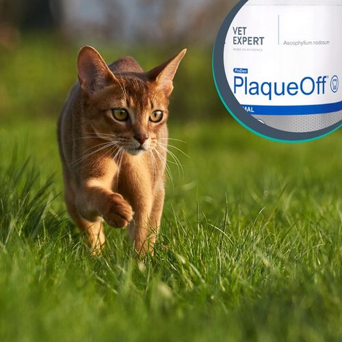Proszek do zębów preparat dla psów i kotów Vet Expert Plaque Off 20 g na Arena.pl