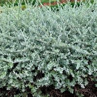 Wierzba płożąca Srebrna Srebrzysta Okrywowa  (Salix repens var. nitida)