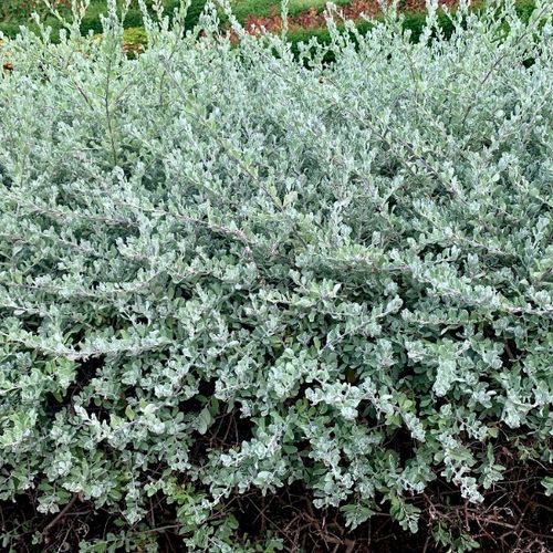 Wierzba płożąca Srebrna Srebrzysta Okrywowa  (Salix repens var. nitida) na Arena.pl