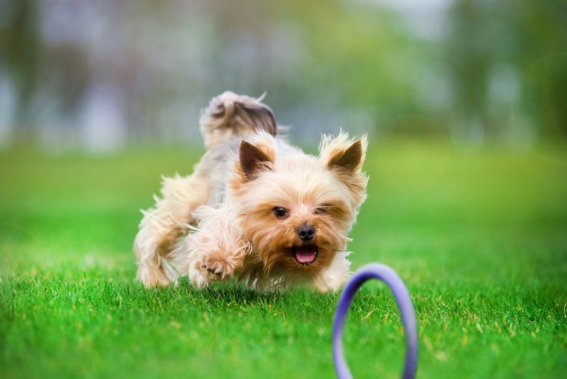 Puller Micro 12,5 cm Ringo zabawka trening Psa, szarpak 2 szt. zdjęcie 9