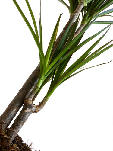 DRACENA MARGINATA 80 cm na Arena.pl