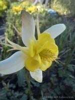 Orlik błękitny Scott Elliott o urokliwych kwiatach