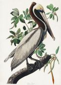 Plakat 13x18cm Pelikan Brunatny, J.J.Audubon, Vintage do Salonu