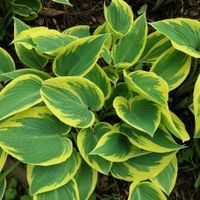 Funkia Hosta 'First Frost' W DONICZCE 2.0L Żółte brzegi, liście