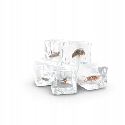 ZAMRAŻACZ na owady zwalcza larwy jaja pluskwy pająki karaluchy XXL na Arena.pl