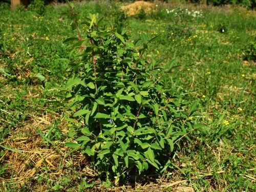 Jagoda kamczacka ATUT Soczysty owoc Zapylacz dla odmiany Wojtek Sadzonki 1L na Arena.pl