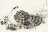 Plakat 91,5x61cm  Hawk-Eagle, Kashu Japoński Vintage do Salonu