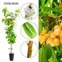 Czereśnia Drogana duże owoce tradycyjnej odmiany 100-150 cm