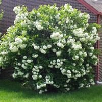 KALINA KANADYJSKA Viburnum lentago - NASIONA 130 sztuk - 10g.