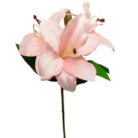 Liliowiec pojedynczy x3 jasny róż