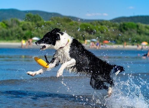 Kiwi Walker Let's Play Zeppelin Mini aport pomarańczowy na Arena.pl