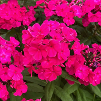 Floks wiechowaty 'Sweet Summer Red' (Phlox paniculata) Płomyk Niski