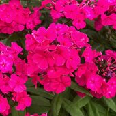Floks wiechowaty 'Sweet Summer Red' (Phlox paniculata) Płomyk Niski
