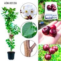 Wiśnia Rosyjska wytrzymała  sadzonka wiśni 100-150 cm