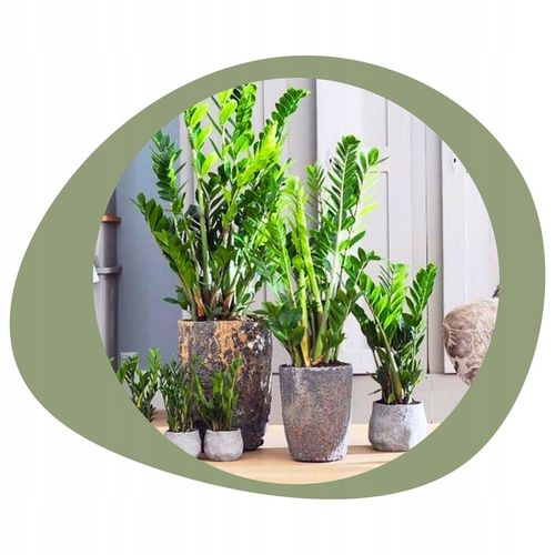 Zamiokulkas Zamiolistny ŻELAZNA ROŚLINA Zamia Ładna Duża Zdrowa na Arena.pl